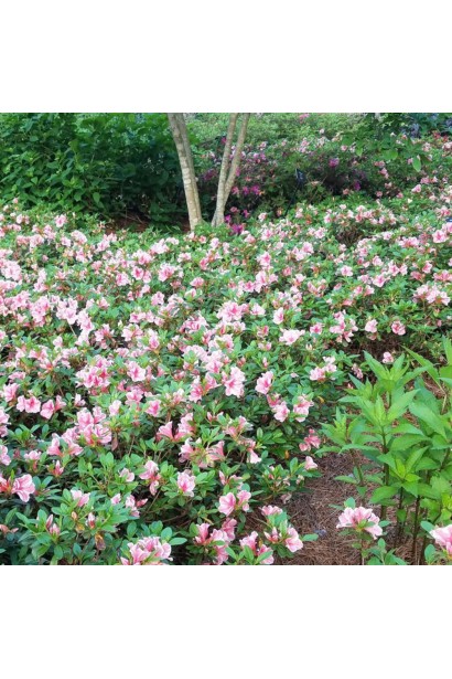 Яскраві квіти Sunburst виділяються у будь-якому ландшафті.